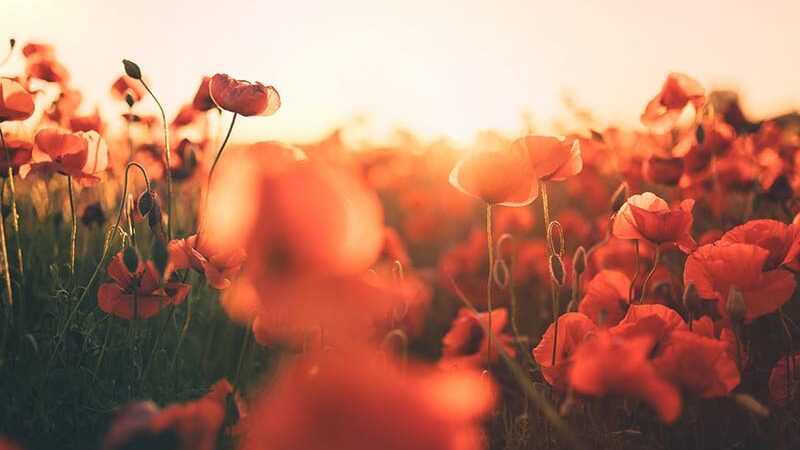 fonctionnement de la voyance