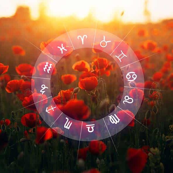 sauterelle spirituelle